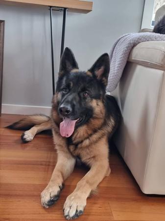 German Shepherd Dog for sale by RONANLINE