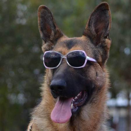 German Shepherd Dog for sale by RONANLINE