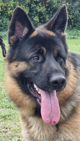 German Shepherd Dog for sale by RONANLINE