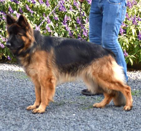 German Shepherd Dog for sale by RONANLINE