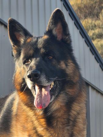 German Shepherd Dog for sale by RONANLINE