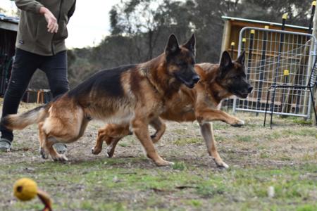 German Shepherd Dog for sale by RONANLINE