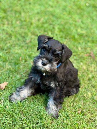 Schnauzer (Miniature) puppy for sale by JUACHADAN