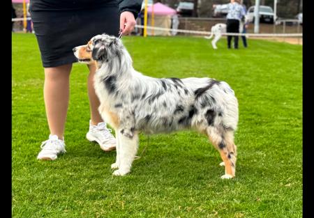Lanbart Finders Keepers Australian Shepherd