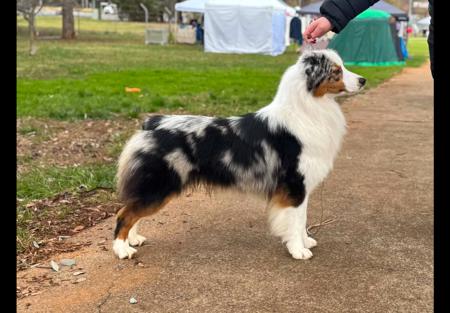 Sarsica Back Chat At Lanbart Australian Shepherd