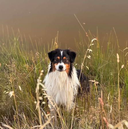 Australian Shepherd puppy for sale by LANBART