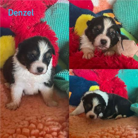 Australian Shepherd puppy for sale by LANBART