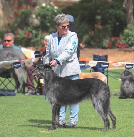 Deerhound for sale by KARAWYNDI