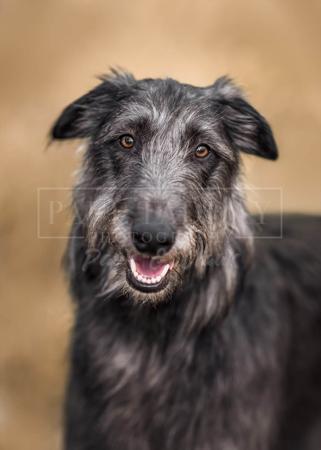 Deerhound for sale by KARAWYNDI