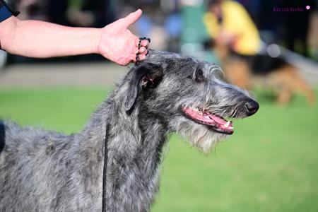 Deerhound for sale by KARAWYNDI