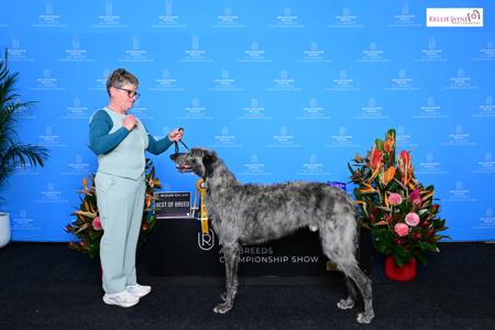 Deerhound for sale by 3100052131