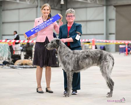 Deerhound for sale by KARAWYNDI