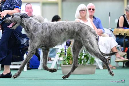 Deerhound for sale by KARAWYNDI