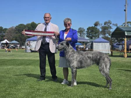 Deerhound for sale by 3100052131