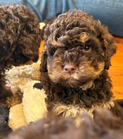 Lagotto Romagnolo puppy for sale by RUSTUFARION