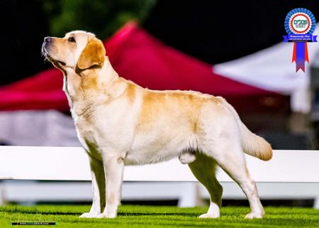 Labrador Retriever for sale by ANNACOURTMAN