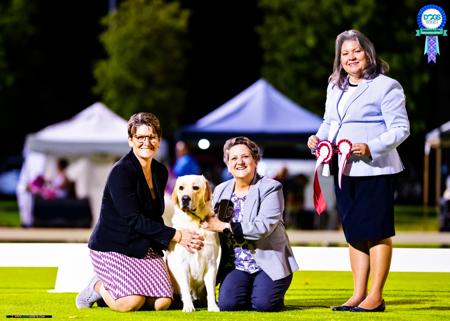 Labrador Retriever for sale by COURTSUM