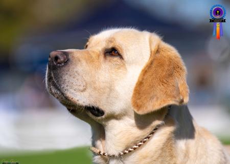 Labrador Retriever for sale by COURTSUM