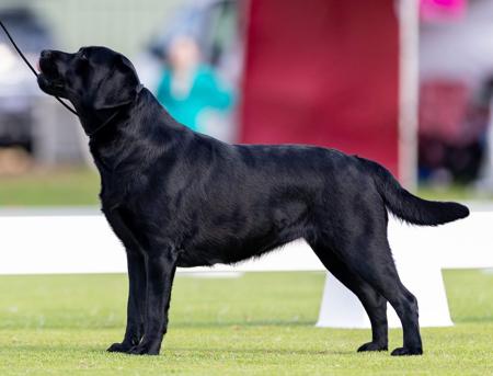 Labrador Retriever for sale by COURTSUM