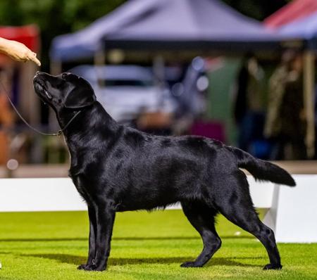 Labrador Retriever for sale by COURTSUM