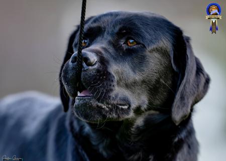 Labrador Retriever for sale by COURTSUM