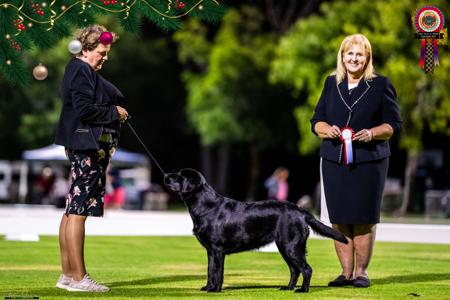 Labrador Retriever for sale by COURTSUM