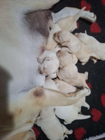 Labrador Retriever puppy for sale by TERRACAROL