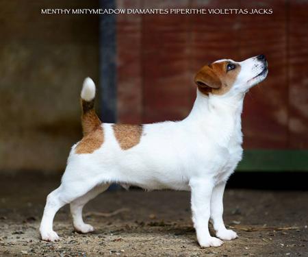 Jack Russell Terrier for sale by GRAGOOEY