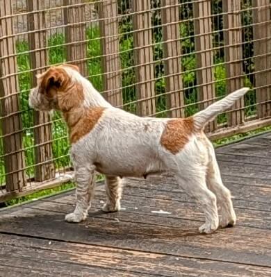 Jack Russell Terrier for sale by ROXHAM