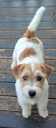 Jack Russell Terrier for sale by ROXHAM