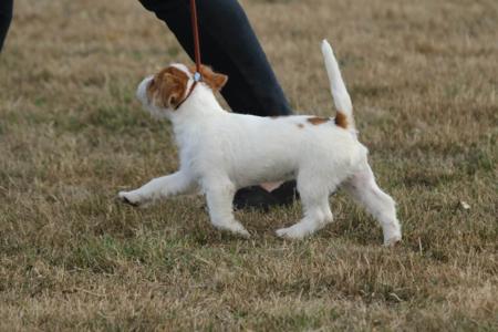 Jack Russell Terrier for sale by ROXHAM