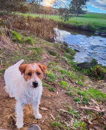 Jack Russell Terrier for sale by ROXHAM