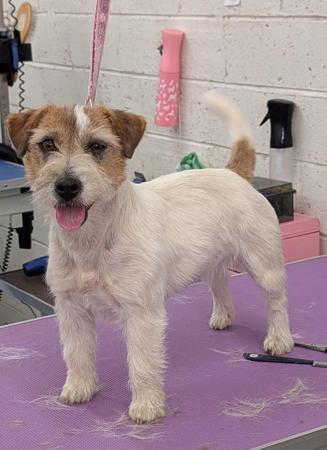 Jack Russell Terrier for sale by ROXHAM