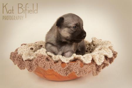 Swedish Vallhund for sale by ODINDISA