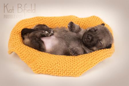 Swedish Vallhund for sale by ODINDISA