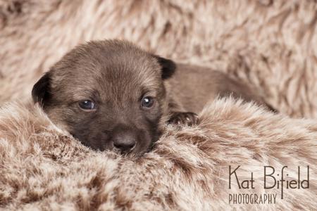 Swedish Vallhund for sale by ODINDISA