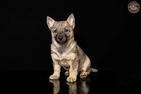 Swedish Vallhund for sale by ODINDISA