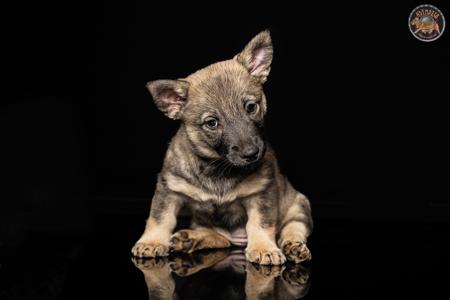 Swedish Vallhund for sale by ODINDISA