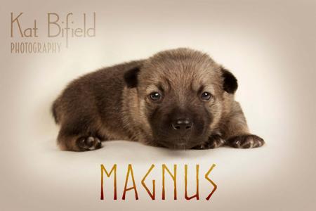 Swedish Vallhund for sale by ODINDISA
