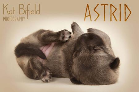 Swedish Vallhund for sale by ODINDISA