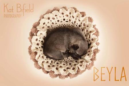 Swedish Vallhund for sale by ODINDISA