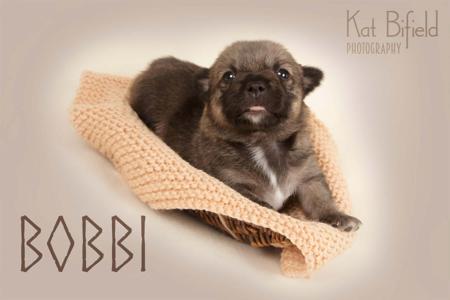 Swedish Vallhund for sale by ODINDISA