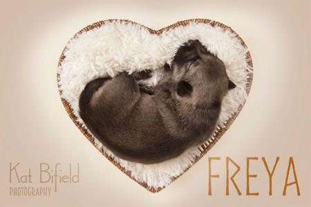 Swedish Vallhund for sale by ODINDISA