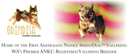 Swedish Vallhund for sale by UFFI