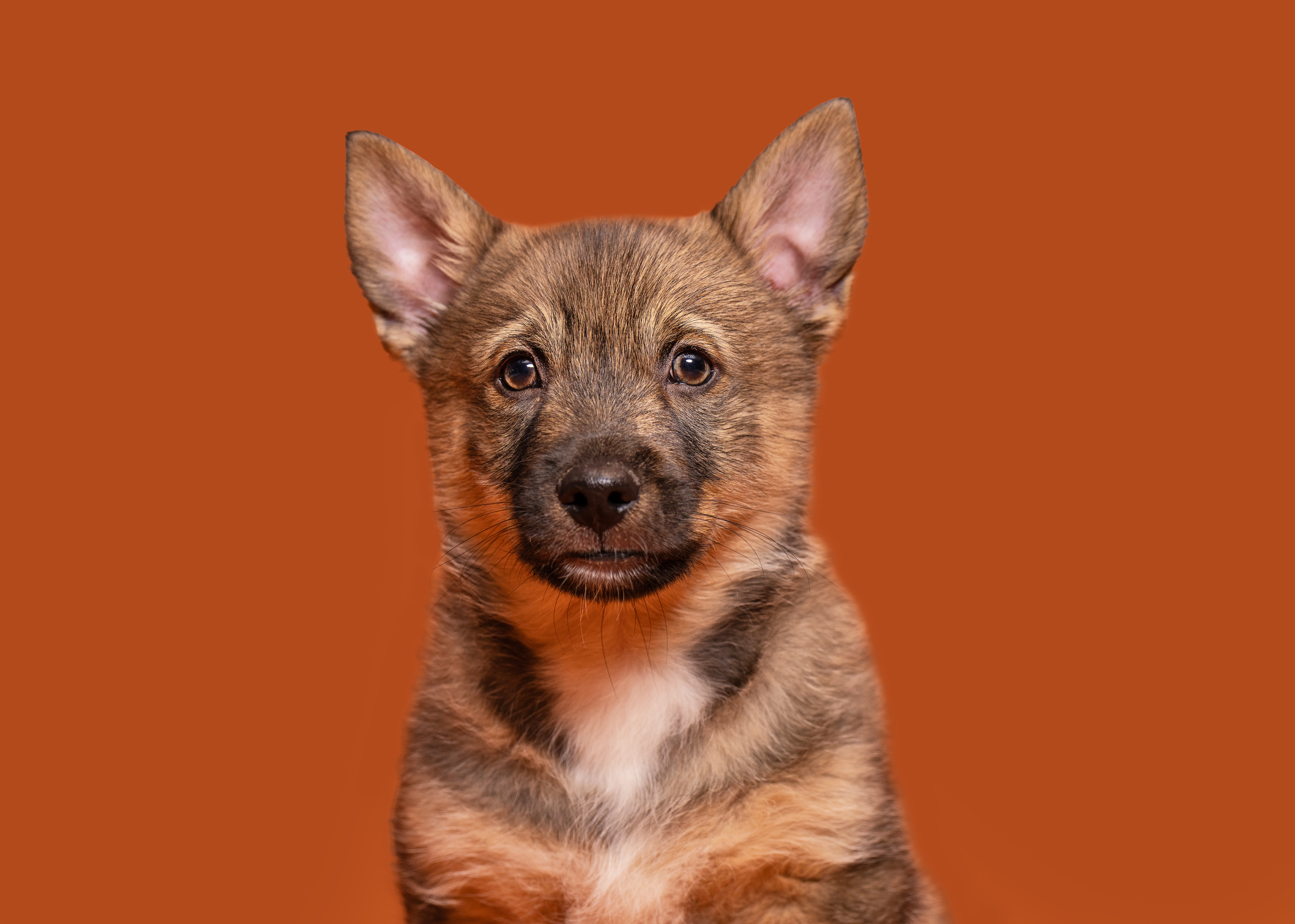 Swedish Vallhund for sale by ODINDISA