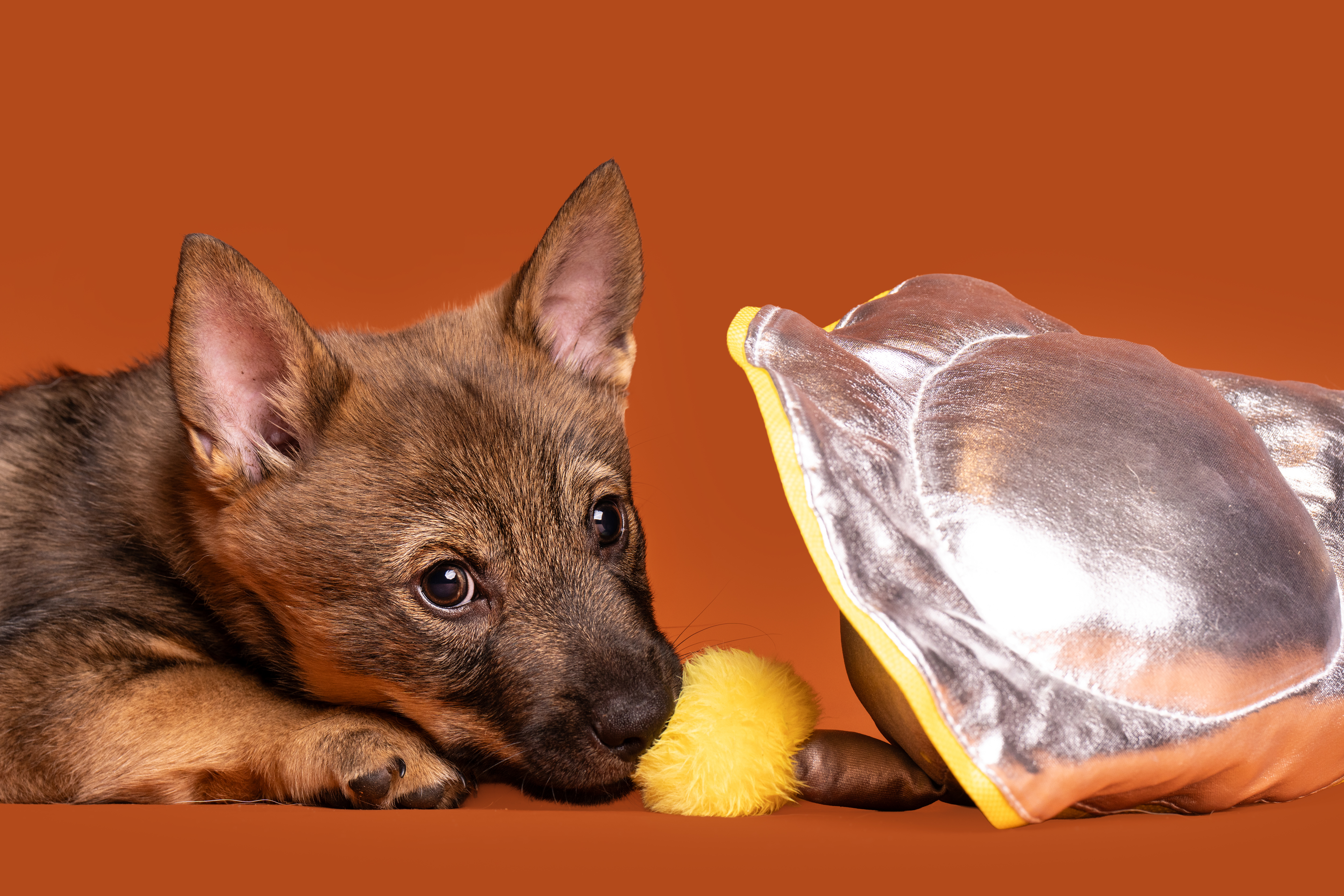 Swedish Vallhund for sale by ODINDISA