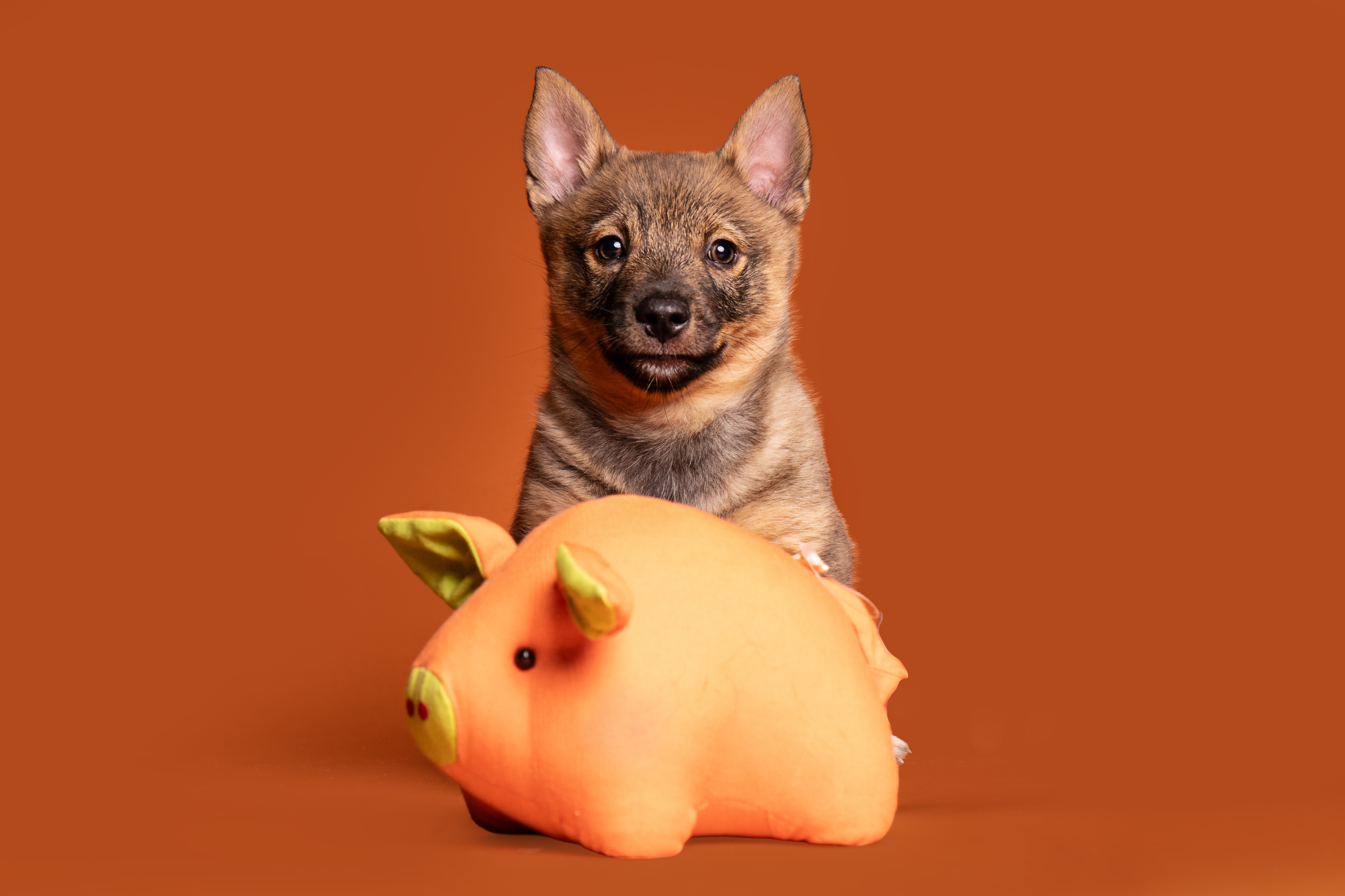Swedish Vallhund for sale by ODINDISA