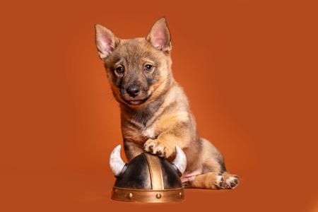 Swedish Vallhund for sale by ODINDISA