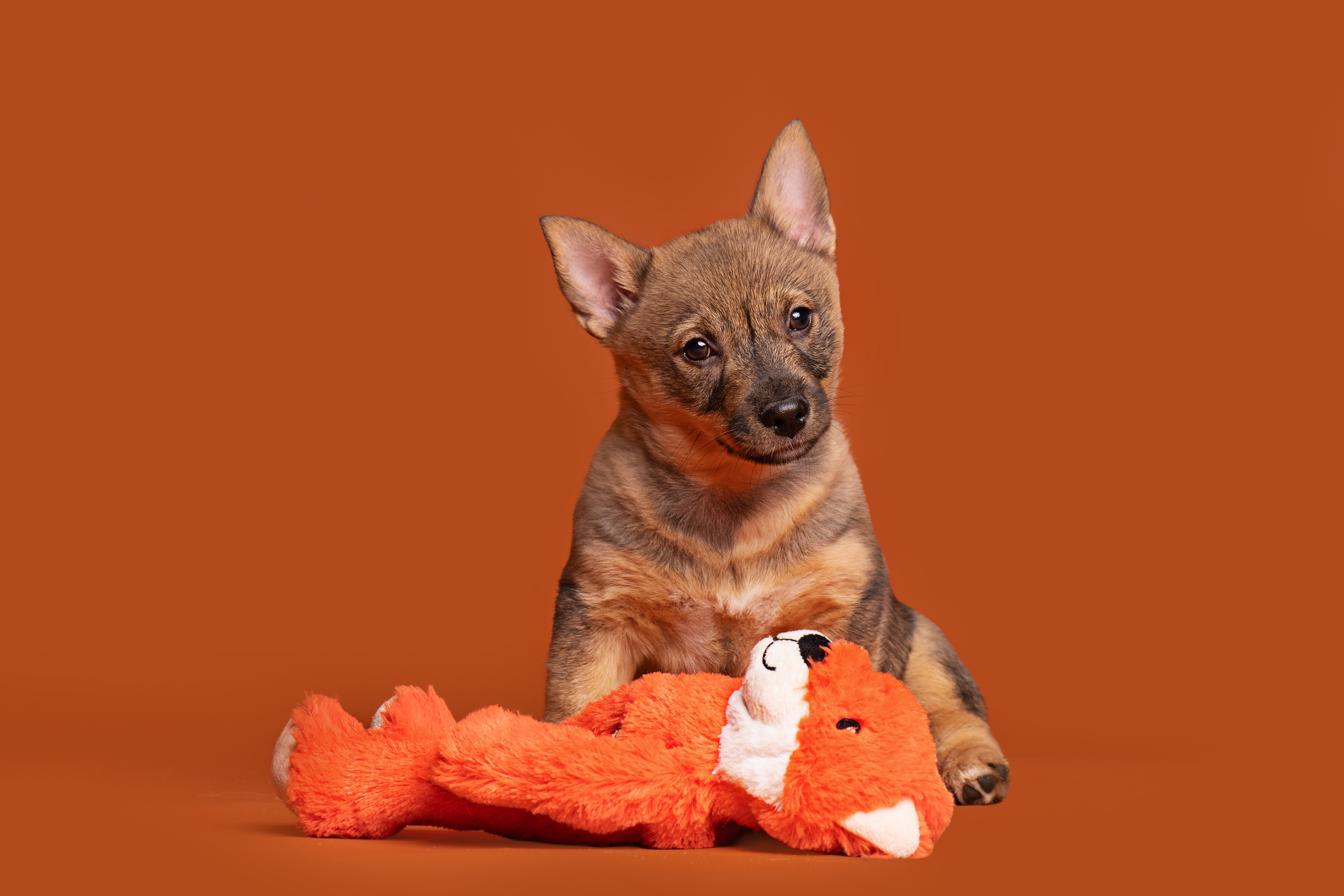 Swedish Vallhund for sale by ODINDISA