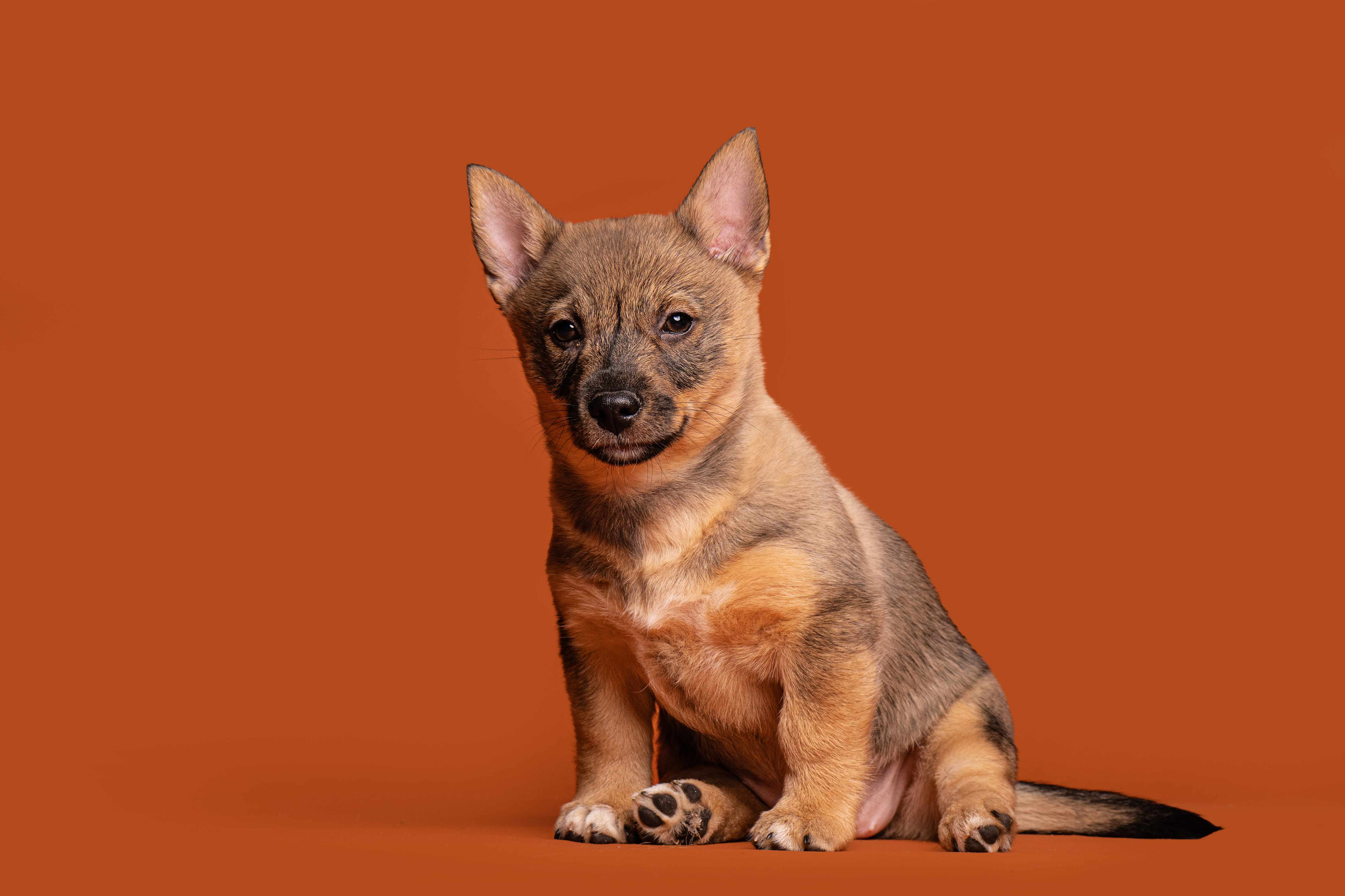 Odindisa Atomic OkieDokie LT Swedish Vallhund